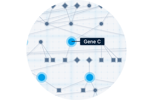 Gene network
                                                
